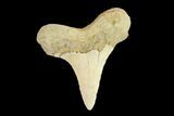 Fossil Shark (Cretoxyrhina) Tooth - Kansas #134835-1